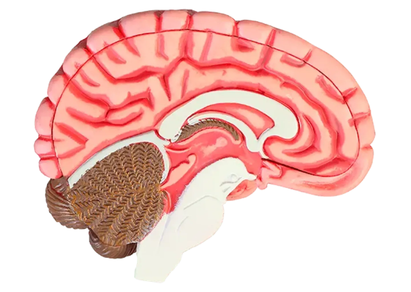 Corte lateral anatomía cerebro. Clínica Universidad de Navarra Imagen de un corte lateral de la anatomía de un cerebro. Clínica Universidad de Navarra