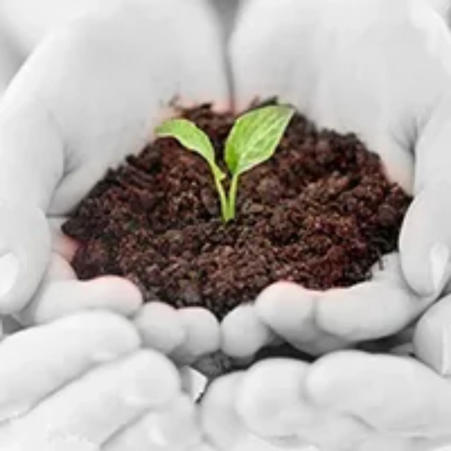 Imagen manos con brote de planta, símbolo de fertilidad. Clínica Universidad de Navarra