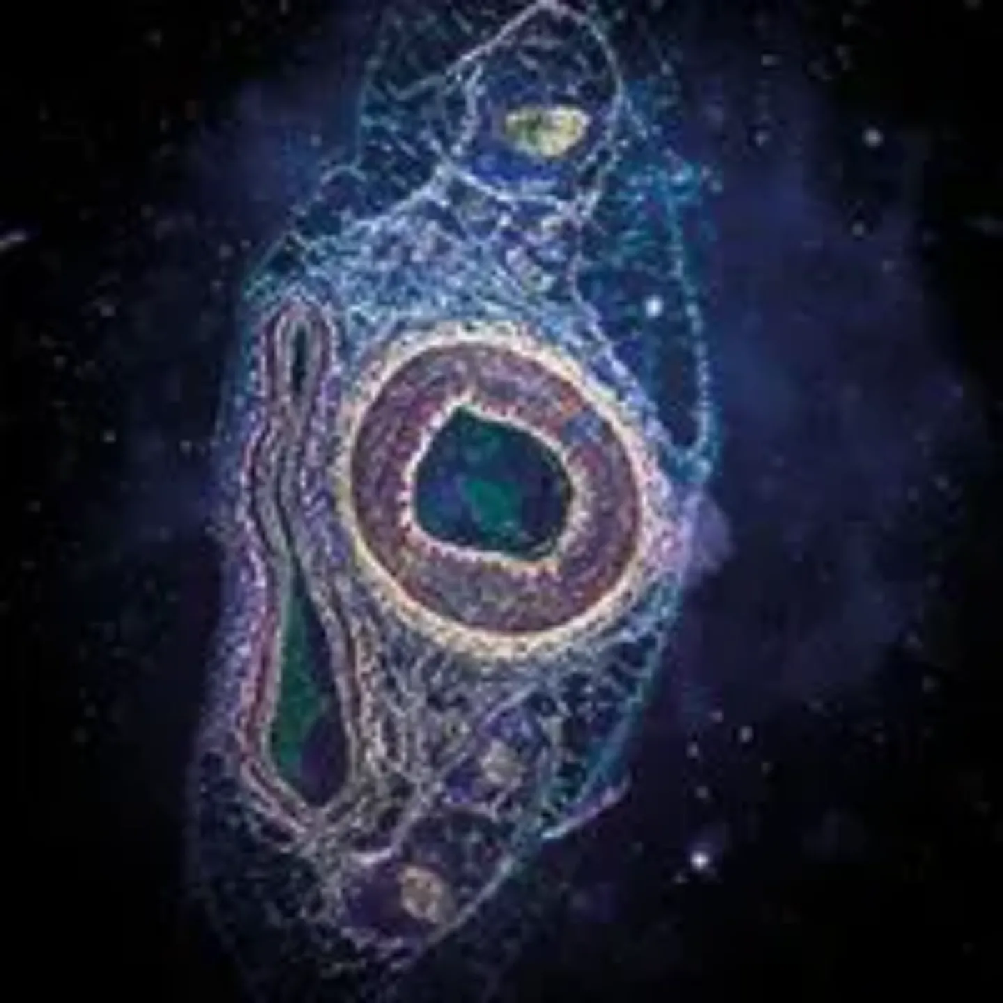 Imagen del ensayo con plasma para las úlceras venosas. Investigación. Clínica Universidad de Navarra