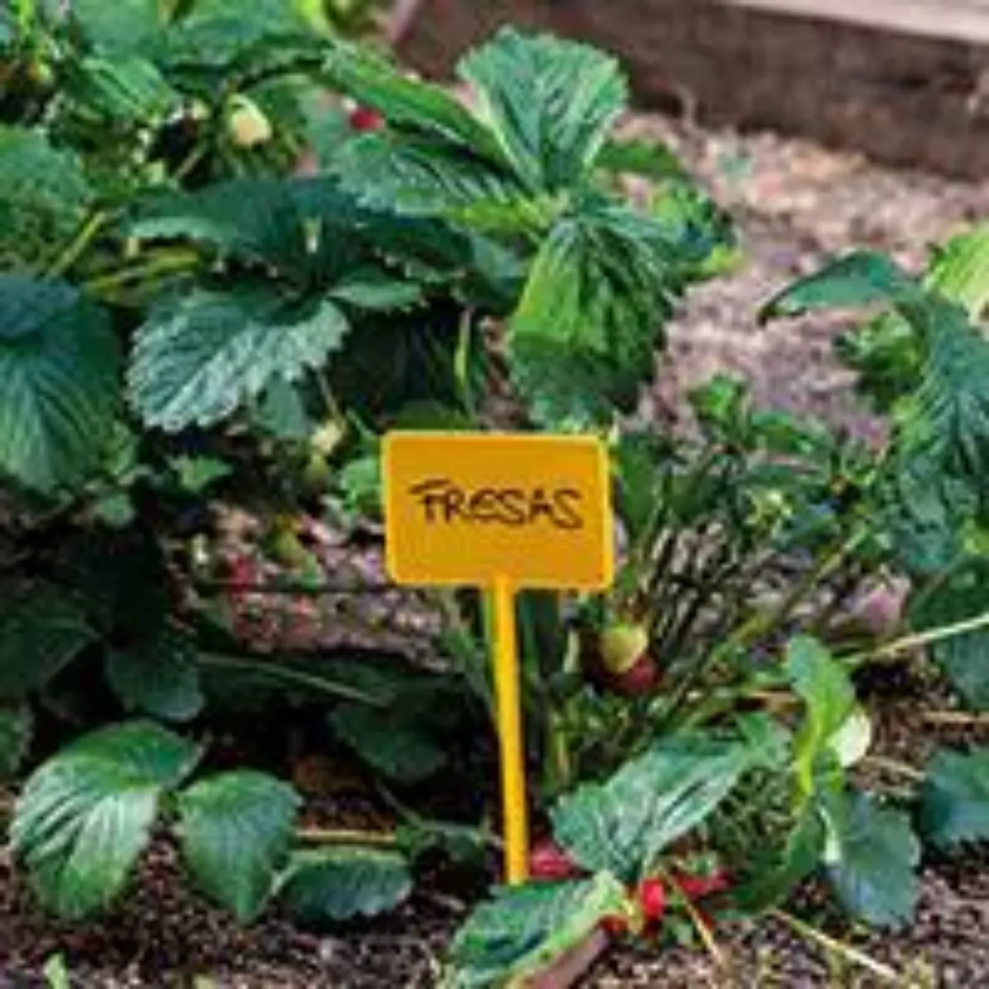 Imagen de una planta de fresas en un huerto. Clínica Universidad de Navarra
