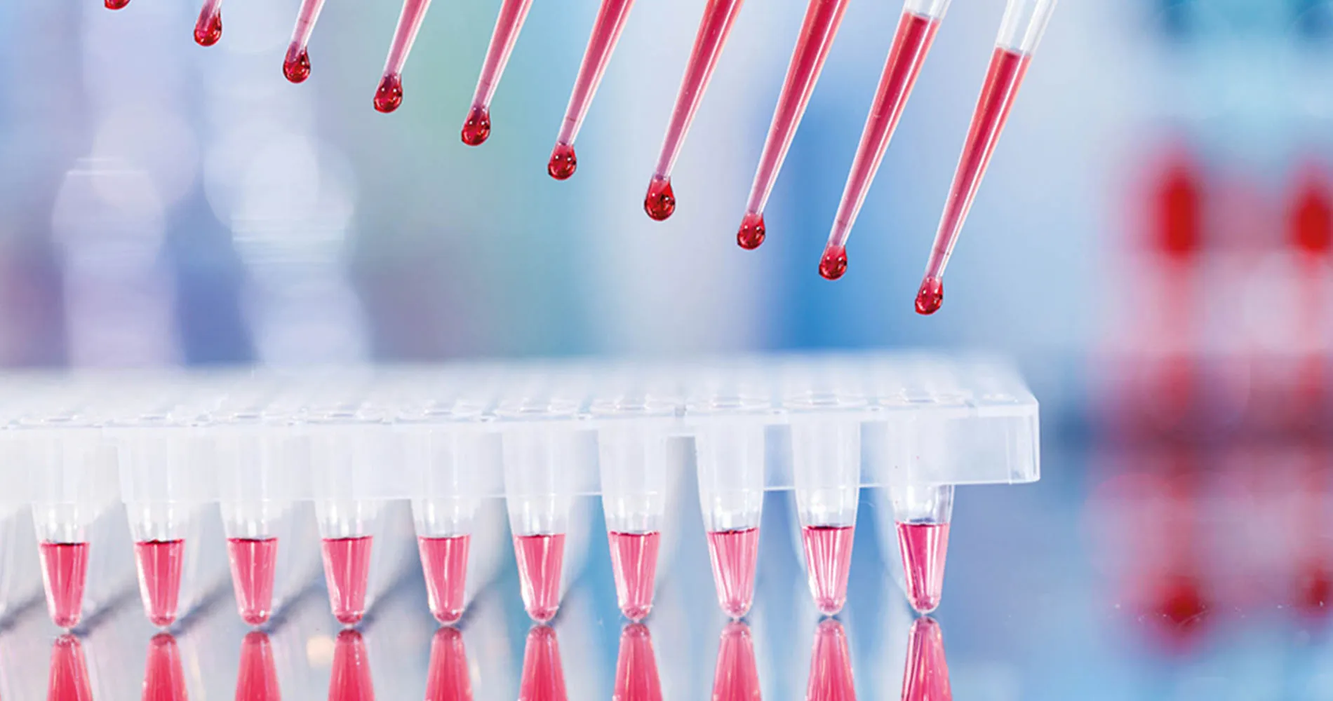 Muestras de sangre. Clínica Universidad de Navarra Imagen de unas pipetas con unas muestras de sangre en su interior.