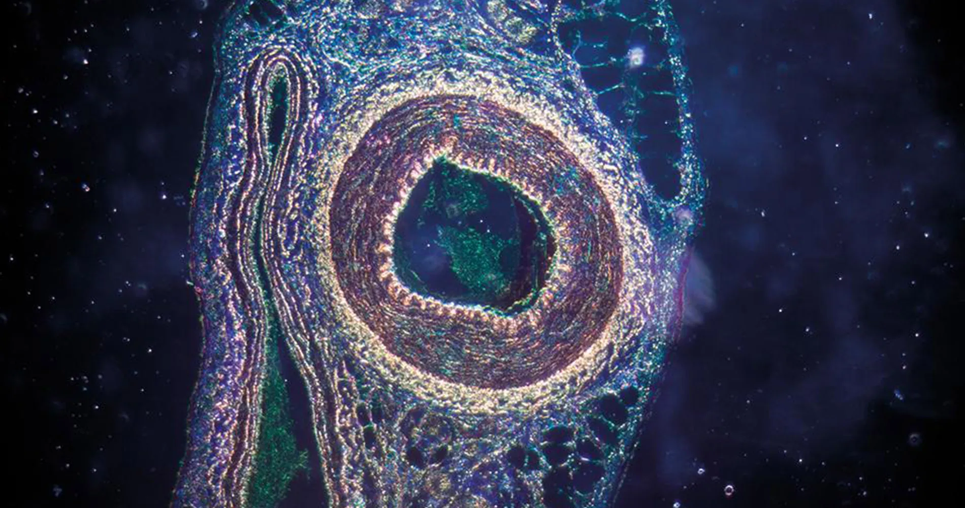 Microscopio vaso sanguíneo Imagen al microscopio de un corte de un vaso sanguíneo.